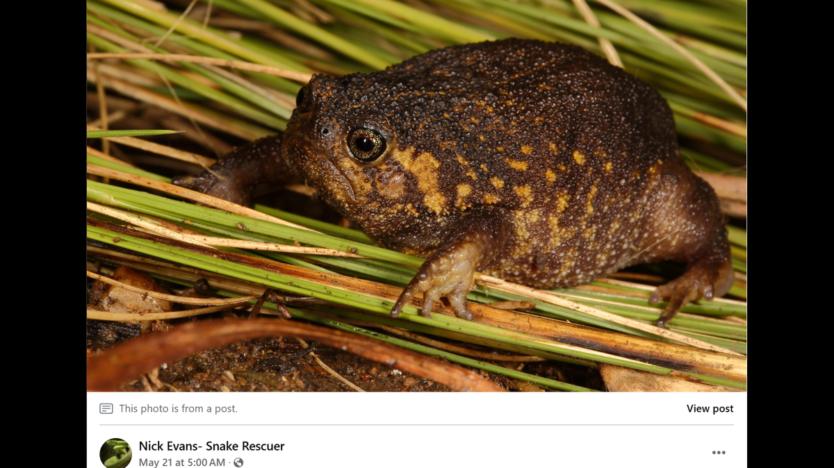 The new species is described as having a flat face, downturned mouth, and round body, according to a study.