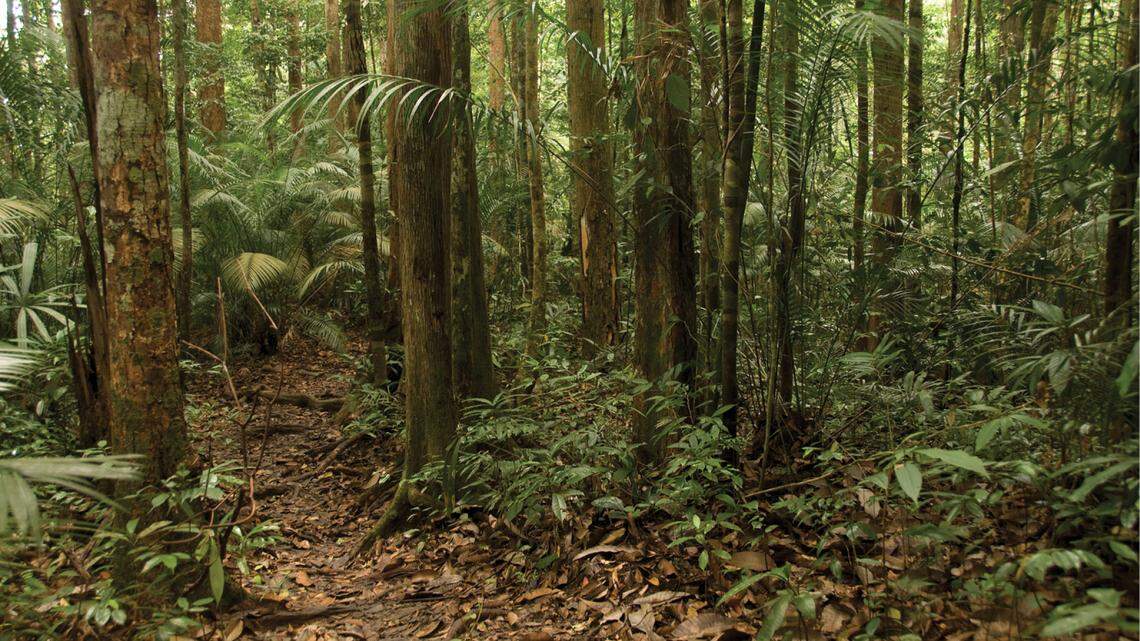 Scientists found “long”-tailed creatures with “large” eyes lurking in forests of Thailand and Malaysia and discovered a new species.