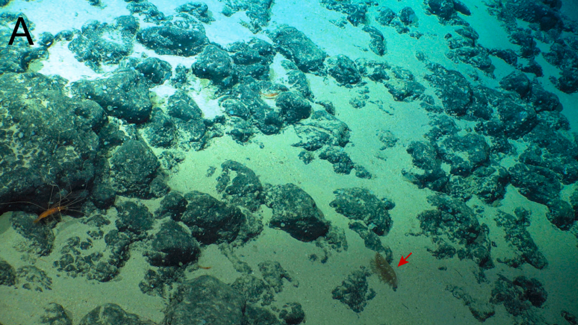 Scientists found an invertebrate animal with 328 tentacles living on rock at An’ei Seamount and discovered a new species, a study said.