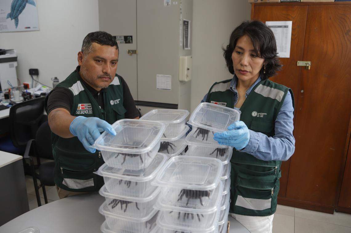 Officials stand near a stack of adult tarantulas confiscated from the traveler.
