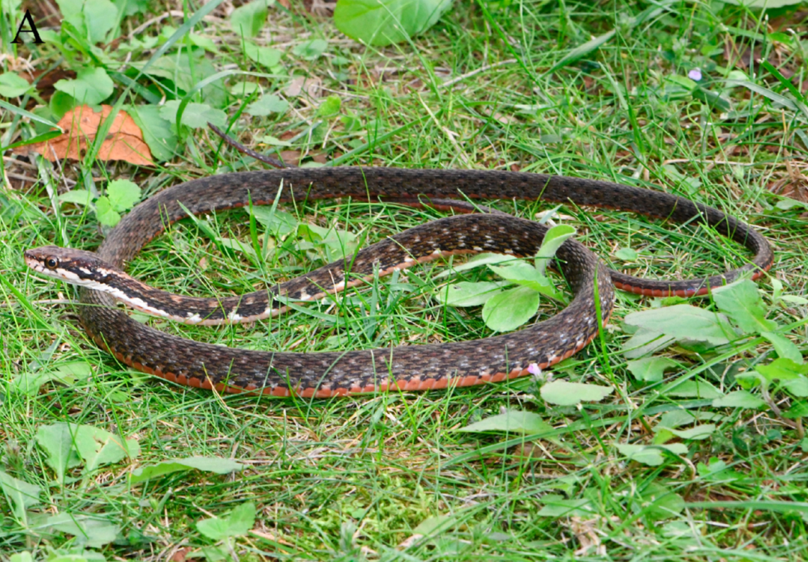 A Herpetoreas abros, or cute Himalayas keelback.