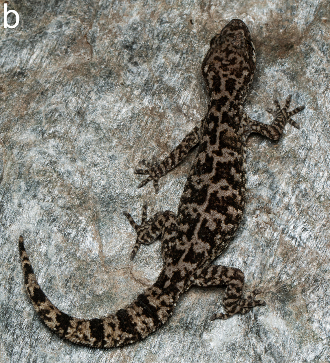 A female Cyrtodactylus himachalensis, or Himachal bent-toed gecko.