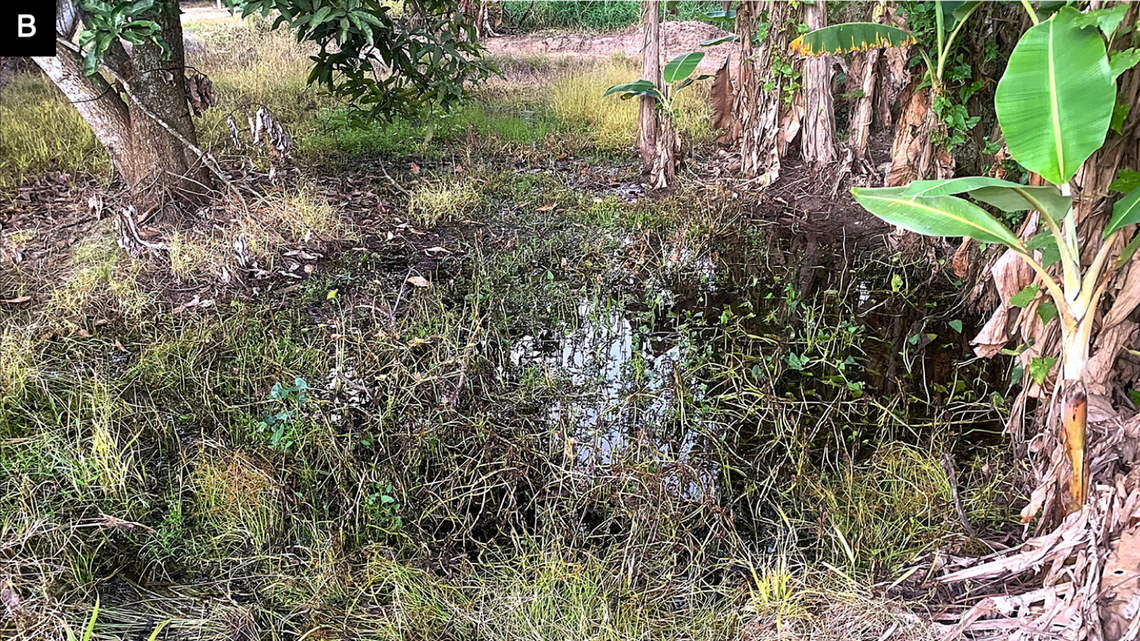 Scientists found frogs “explosive breeding” in Sabah, Malaysia, and identified the first record of an invasive species on Borneo Island.