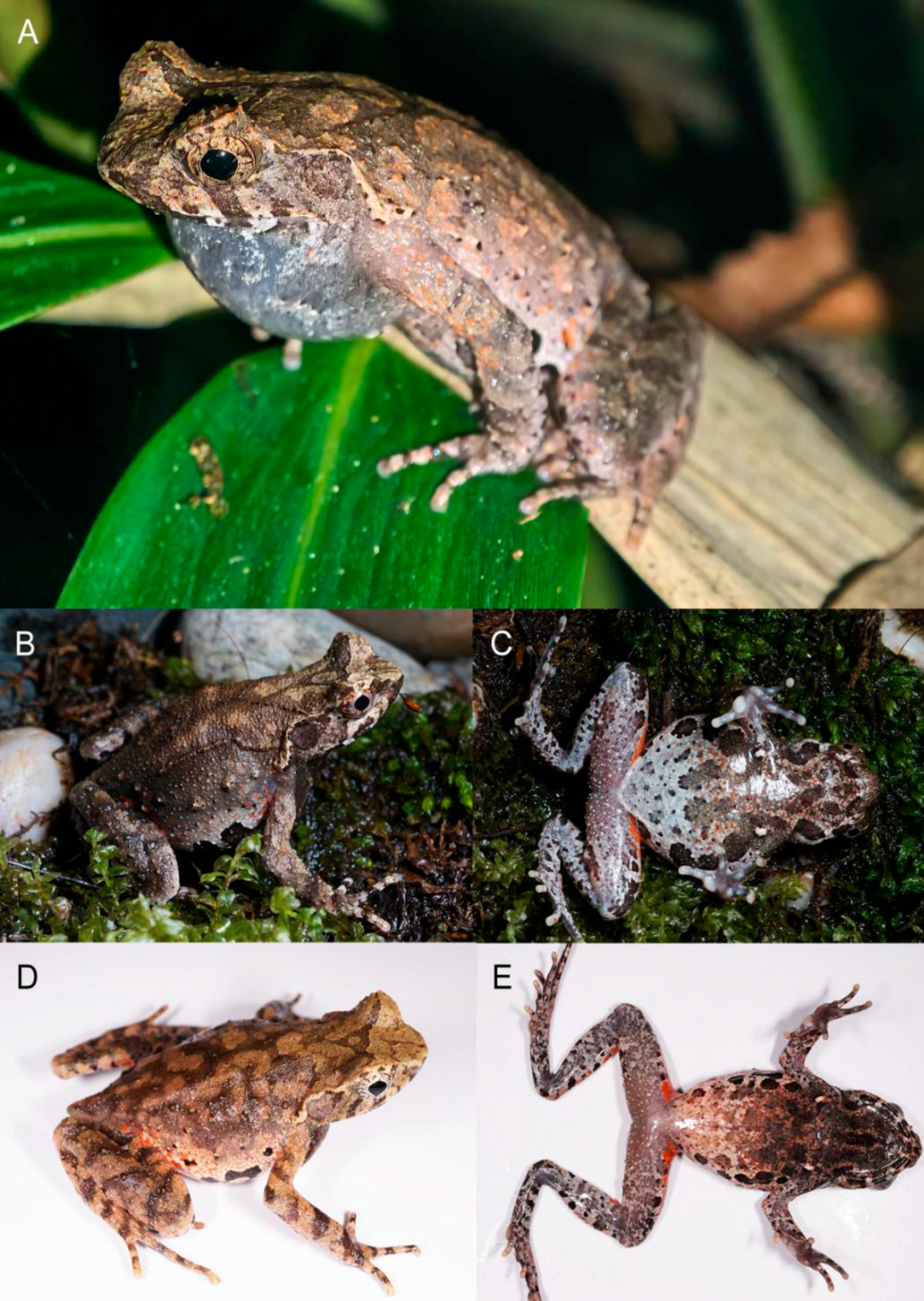 Boulenophrys gutu was misidentified as another horned toad species from the same mountain, researchers said.