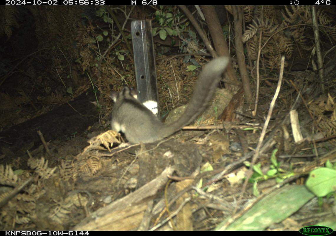 The Leadbeater’s possum found in Kosciuszko National Park.