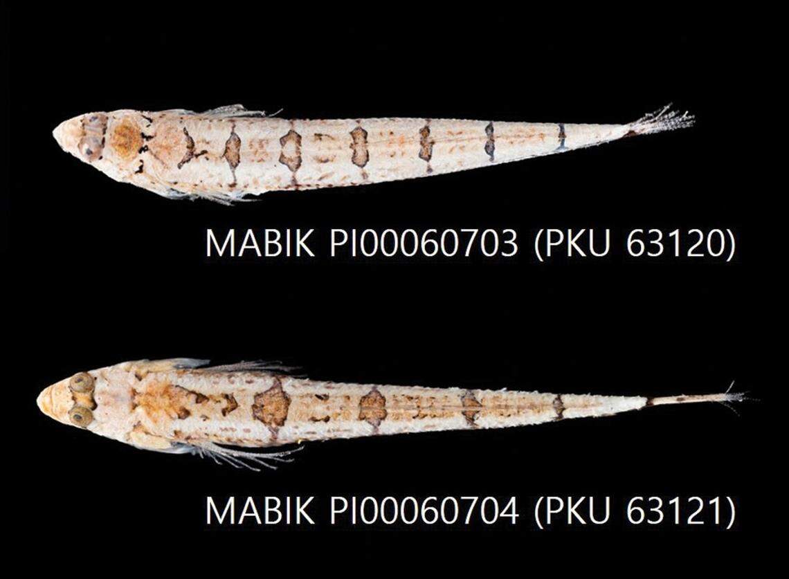 Two Limnichthys koreanus, or Korean sand burrowers, seen from above.