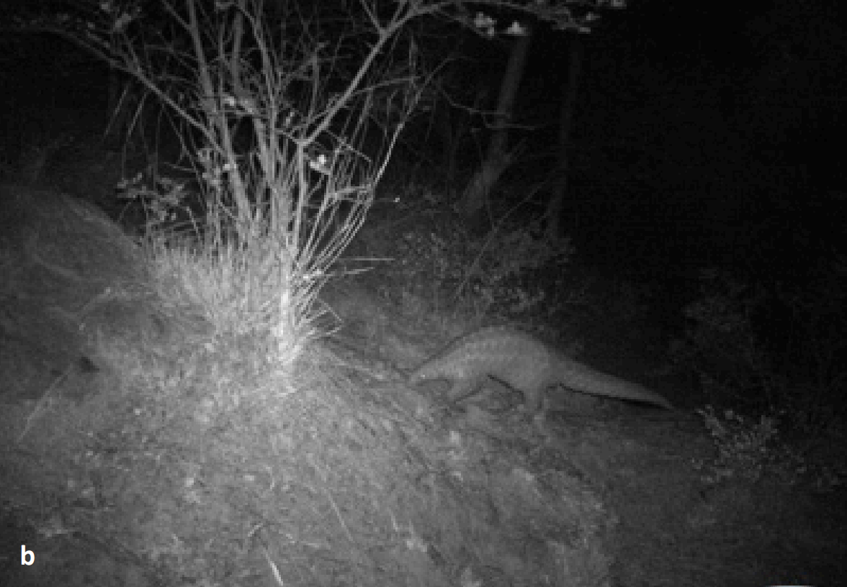 An Indian pangolin seen at Surinsar-Mansar Wildlife Sanctuary.