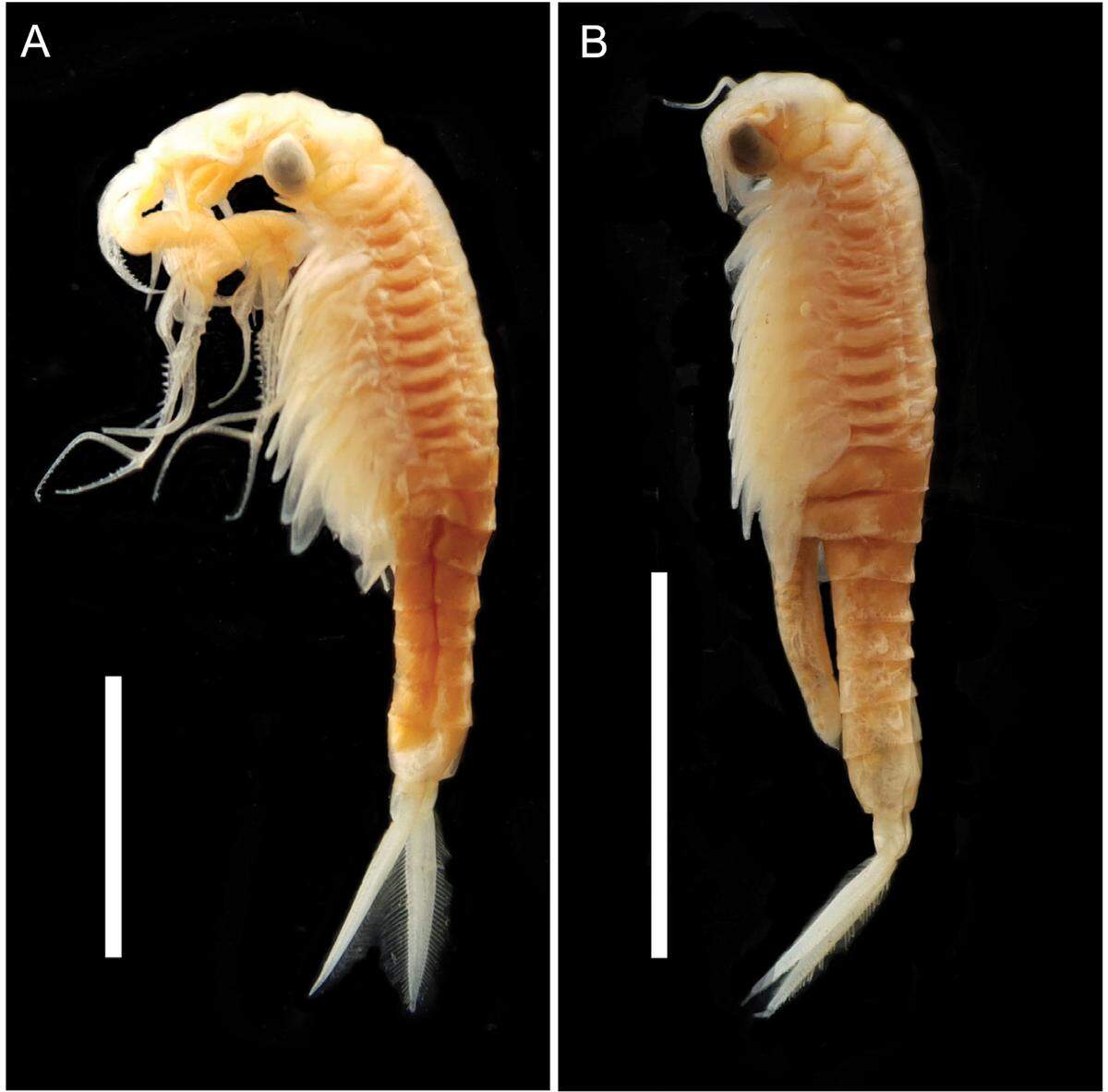 The new species is believed to exist only in a single roadside pond in western India.