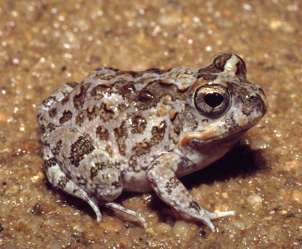 A Tomopterna banhinensis, or Mozambique sand frog.