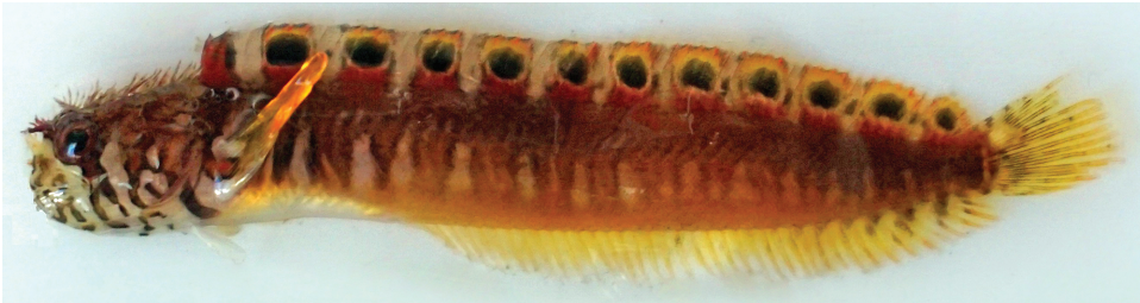 The mosshead warbonnet is known for being a poor swimmer, researchers said.