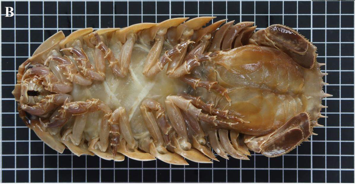 The deep-sea isopods play an important role in recycling nutrients in their environment, researchers said.
