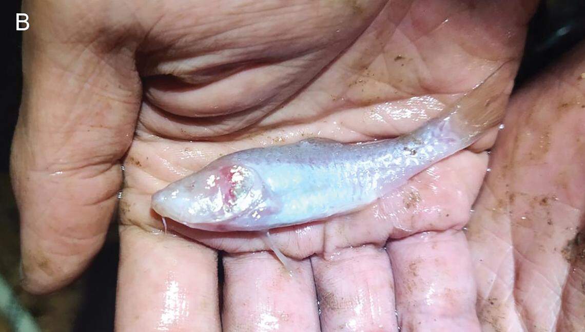 An expedition member holds a Barbodes klapanunggalensis, or Klapanunggal blind cave barb.