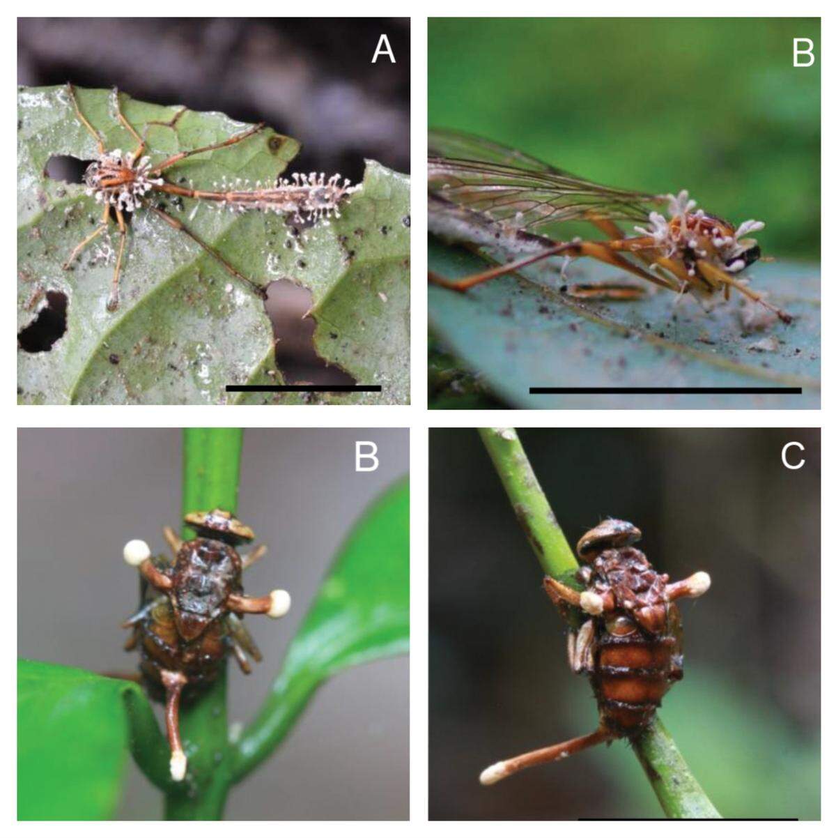 The four new Ophiocordyceps species each specialize in parasitizing in one species of fly, according to researchers.