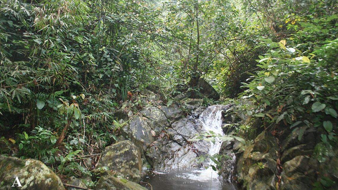 Scientists found “large” creatures with spines on their bellies near a waterfall in Vietnam and discovered a new species, a study said.