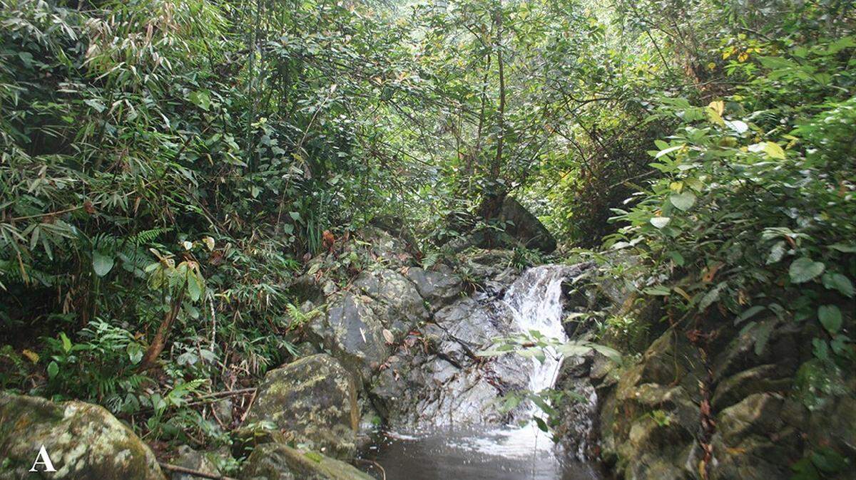 Scientists found “large” creatures with spines on their bellies near a waterfall in Vietnam and discovered a new species, a study said.