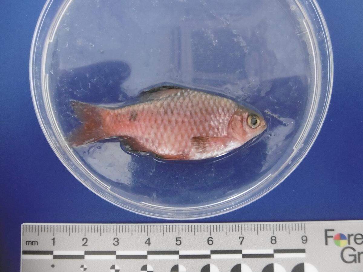 The rosy barb found in a pond in London in 2021.