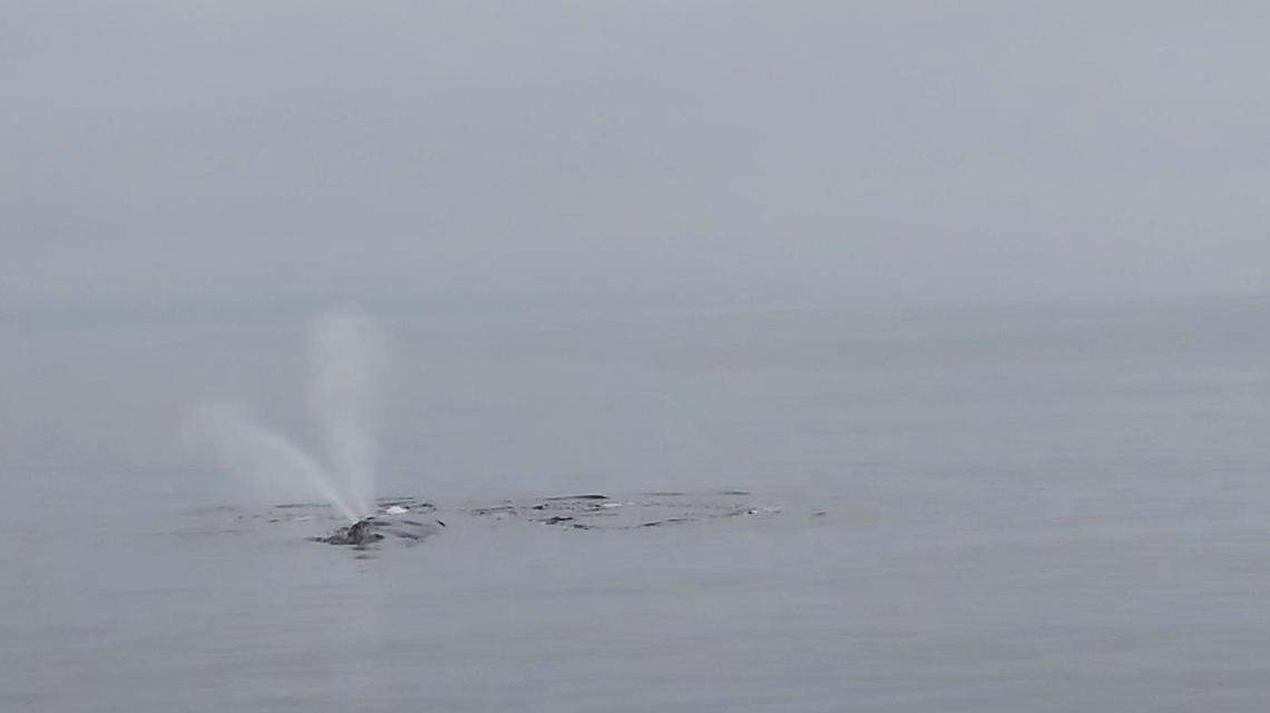 The creatures are incredibly endangered, according to wildlife experts.