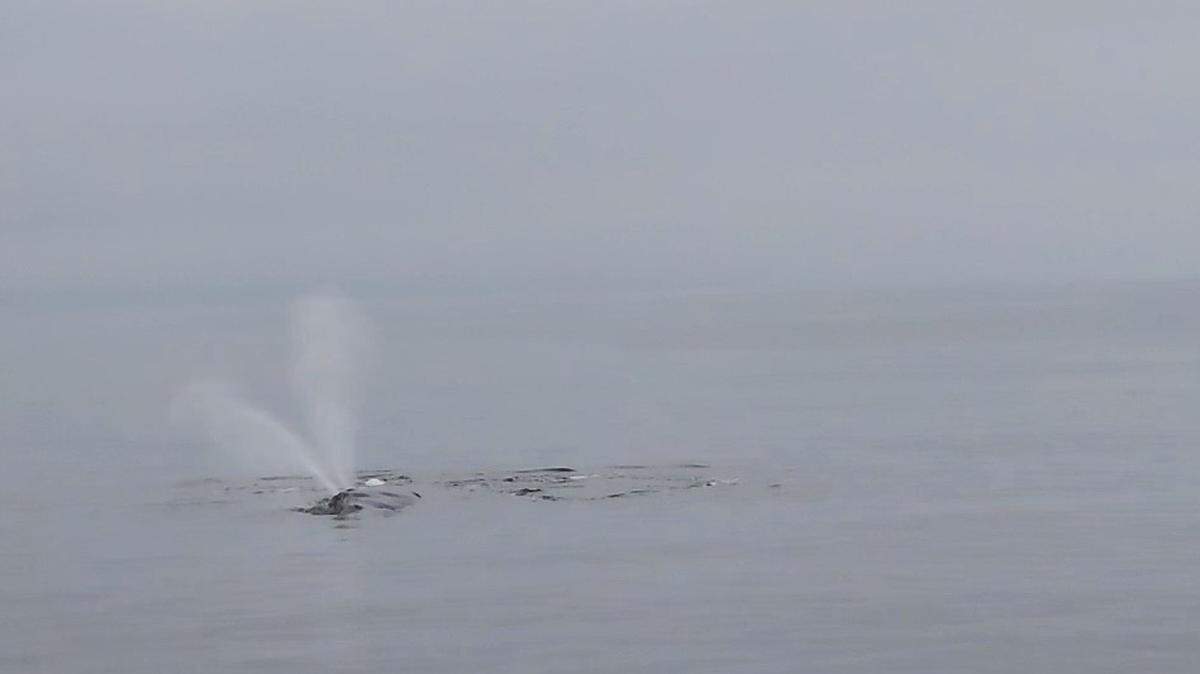 The creatures are incredibly endangered, according to wildlife experts.