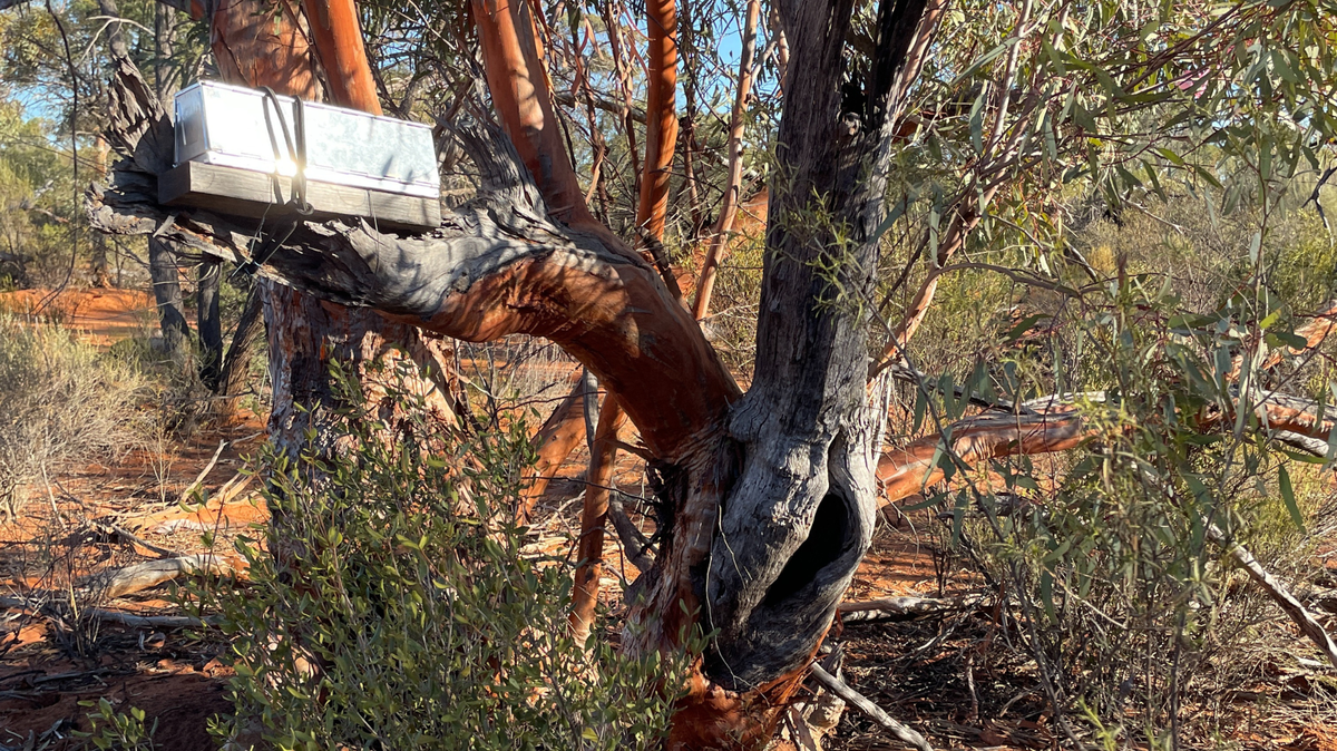 Ecologists in Australia set traps in trees and caught dozens of “unexpected” creatures, revealing a new type of behavior, an organization said.