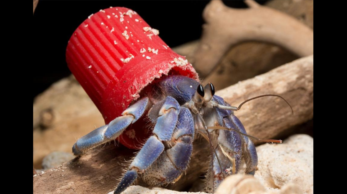 Scientists found that plastic pollution is leading hermit crabs to use human trash instead of natural shells, a study said and photos show.