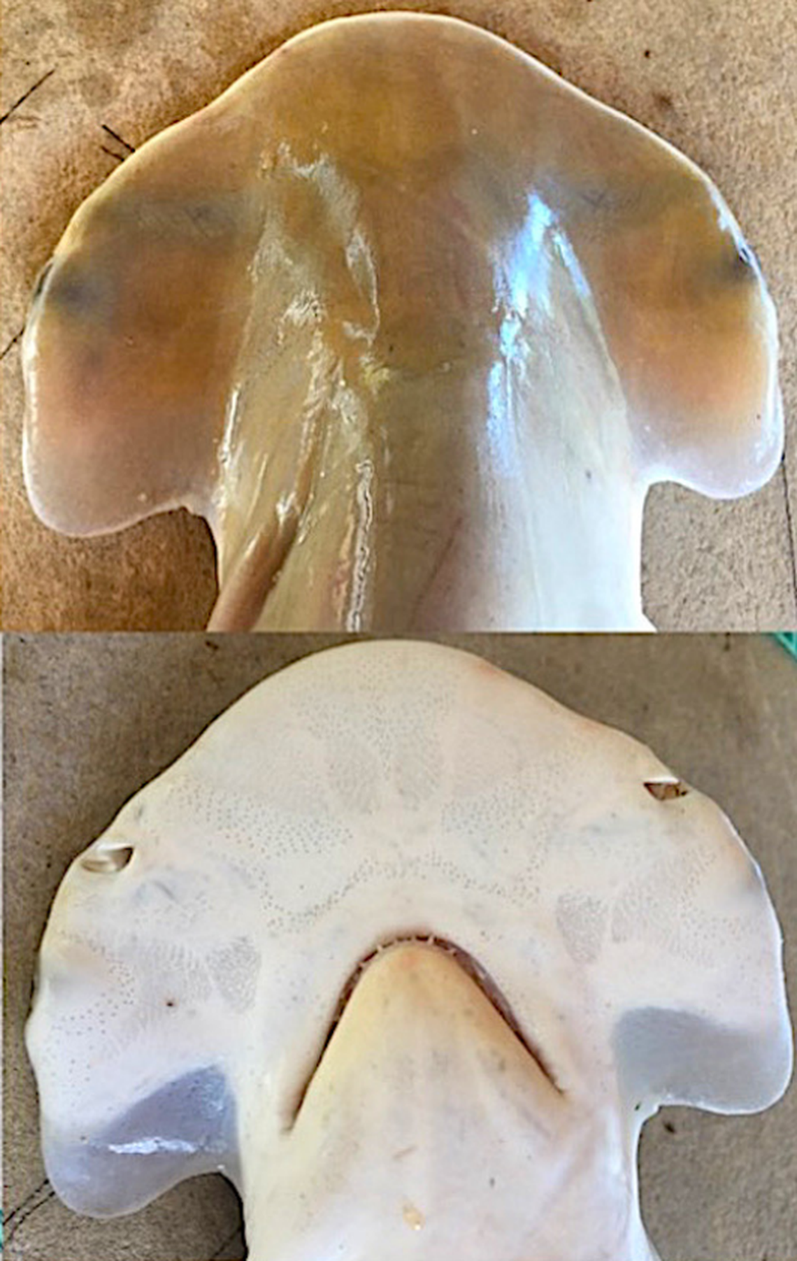 The head of a Sphyrna alleni, or shovelbill shark, as seen from above and below.