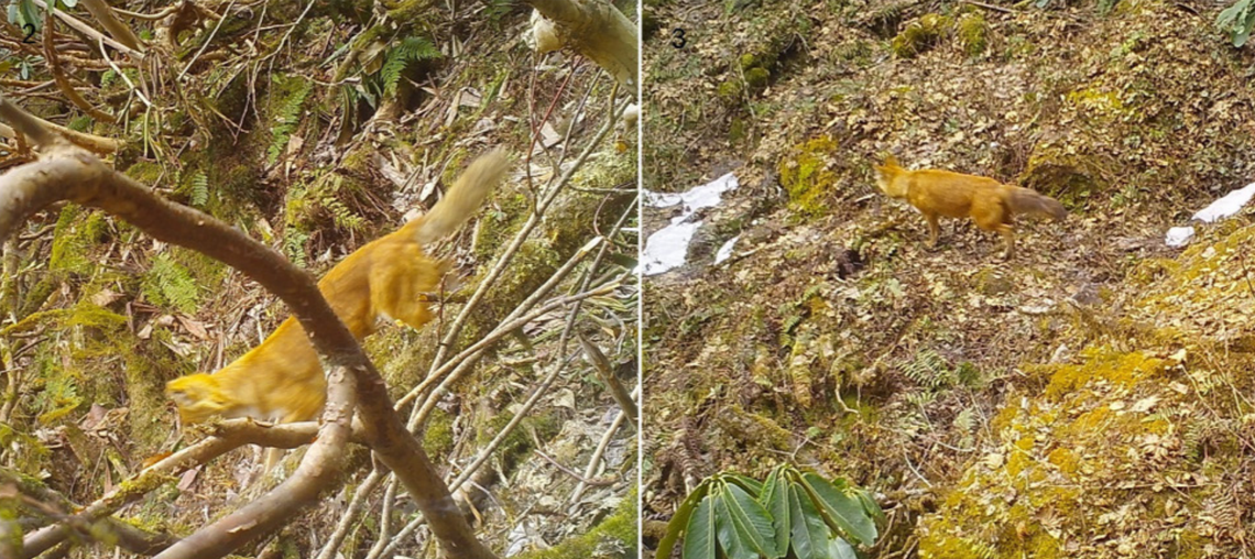 Two dholes, or Cuon alpinus, seen at Makalu Barun National Park in 2022.