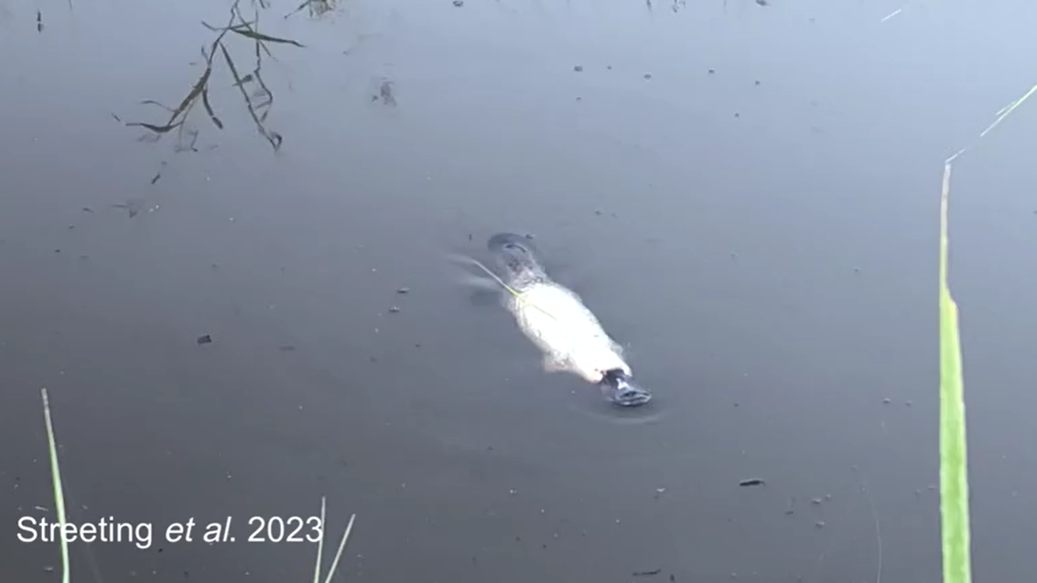 Scientists surveying turtles saw a leucistic white platypus, the first ever recorded, in a river of New South Wales, videos show.