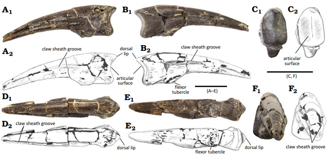 A claw and a metatarsal bone were uncovered in Balve, making it the first record of an ornithomimosaur in Germany and the second recorded in all of Europe, according to a study.