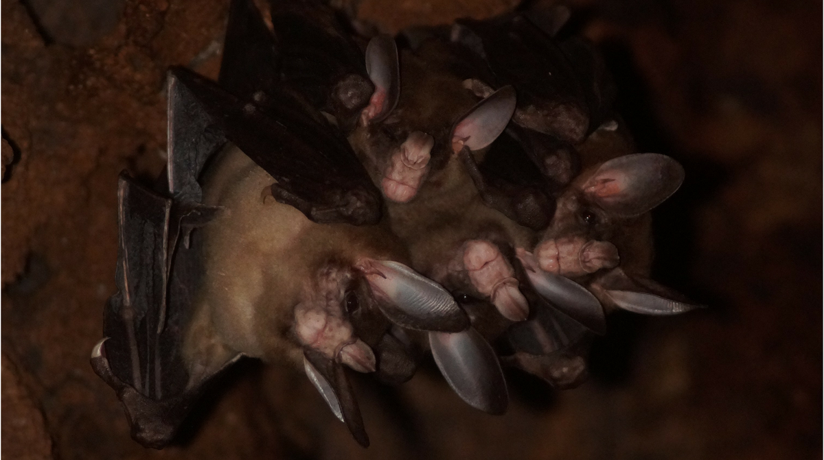 The video shows spectral bats exhibiting social behaviors, including hugging-like gestures, greeting and food sharing, according to a study.