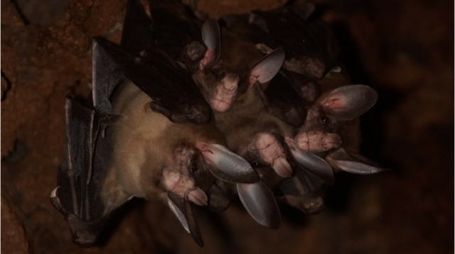 Rare spectral bats in Costa Rica filmed ‘hugging,’ greeting | Miami Herald