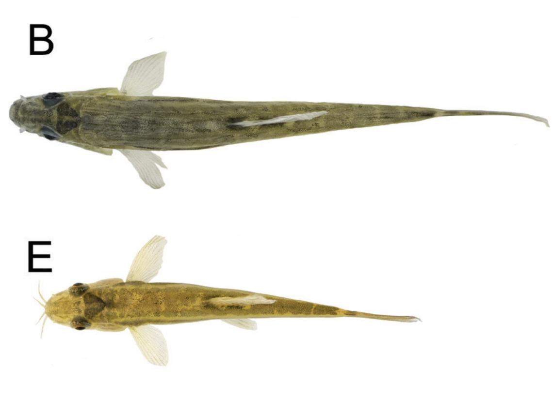 Several Yunnanilus polylepis, or densely scaled Yunnan loaches, as seen from above.