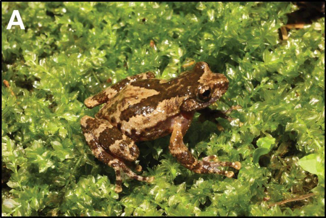 A Gracixalus weii, or Wei’s tree frog.