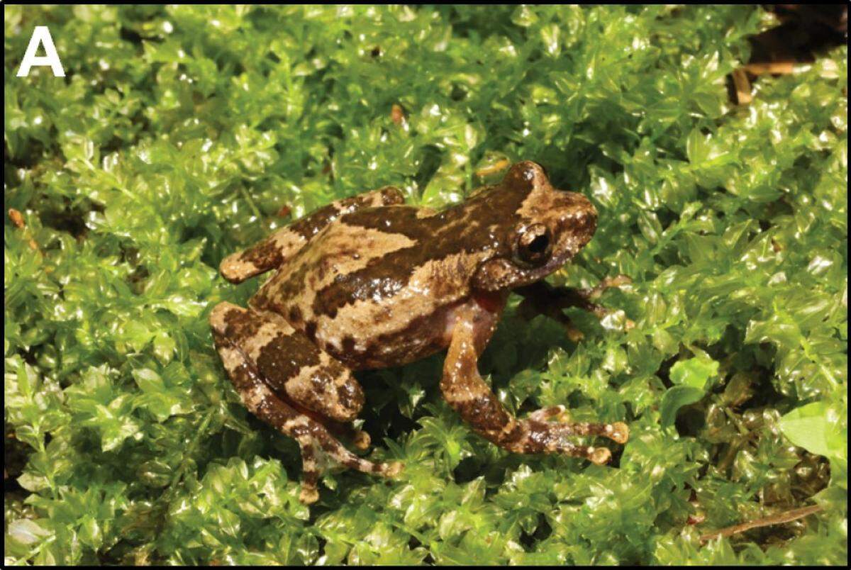 A Gracixalus weii, or Wei’s tree frog.