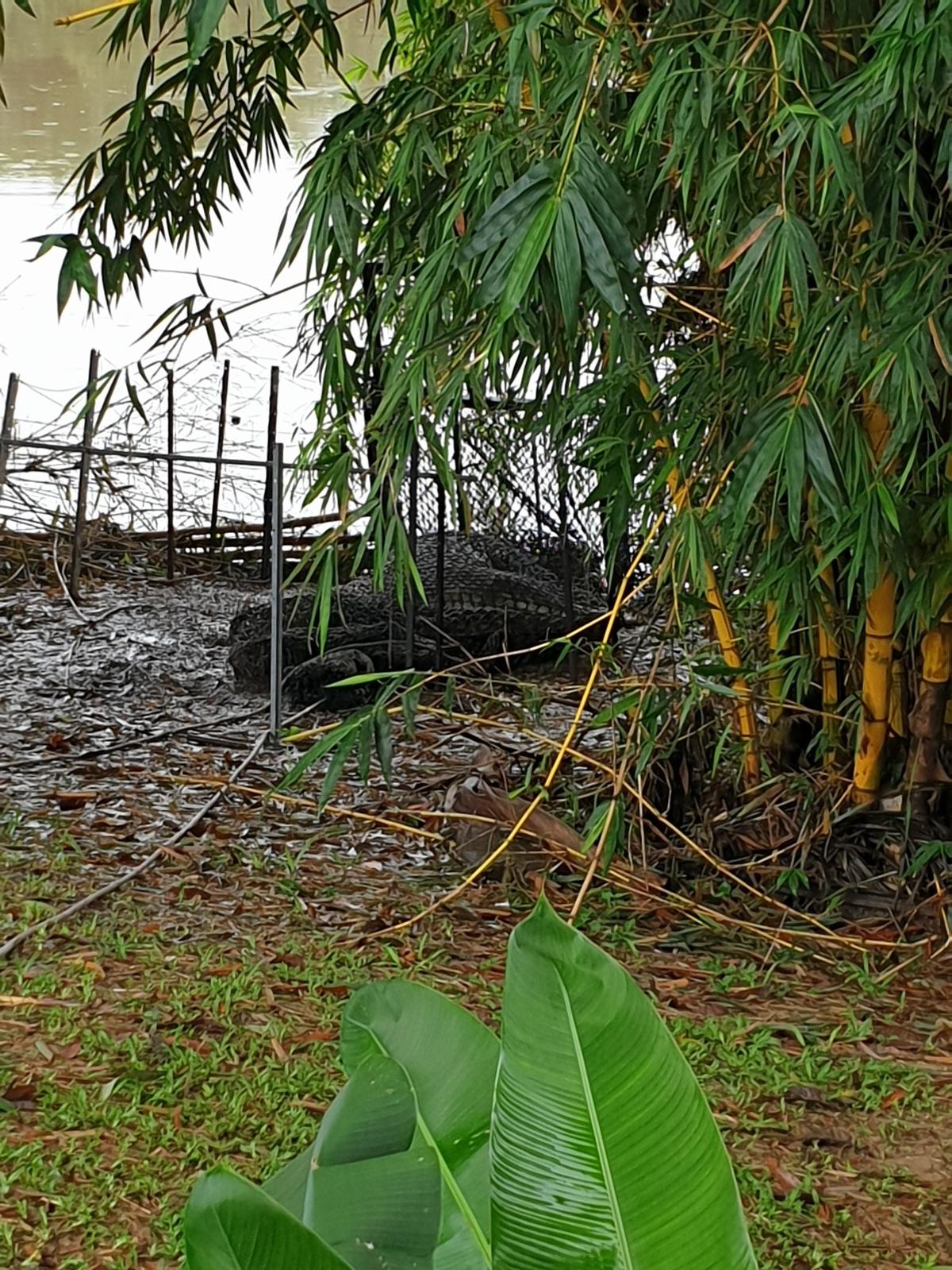 The large crocodile seen wrapped in netting and caught in the trap