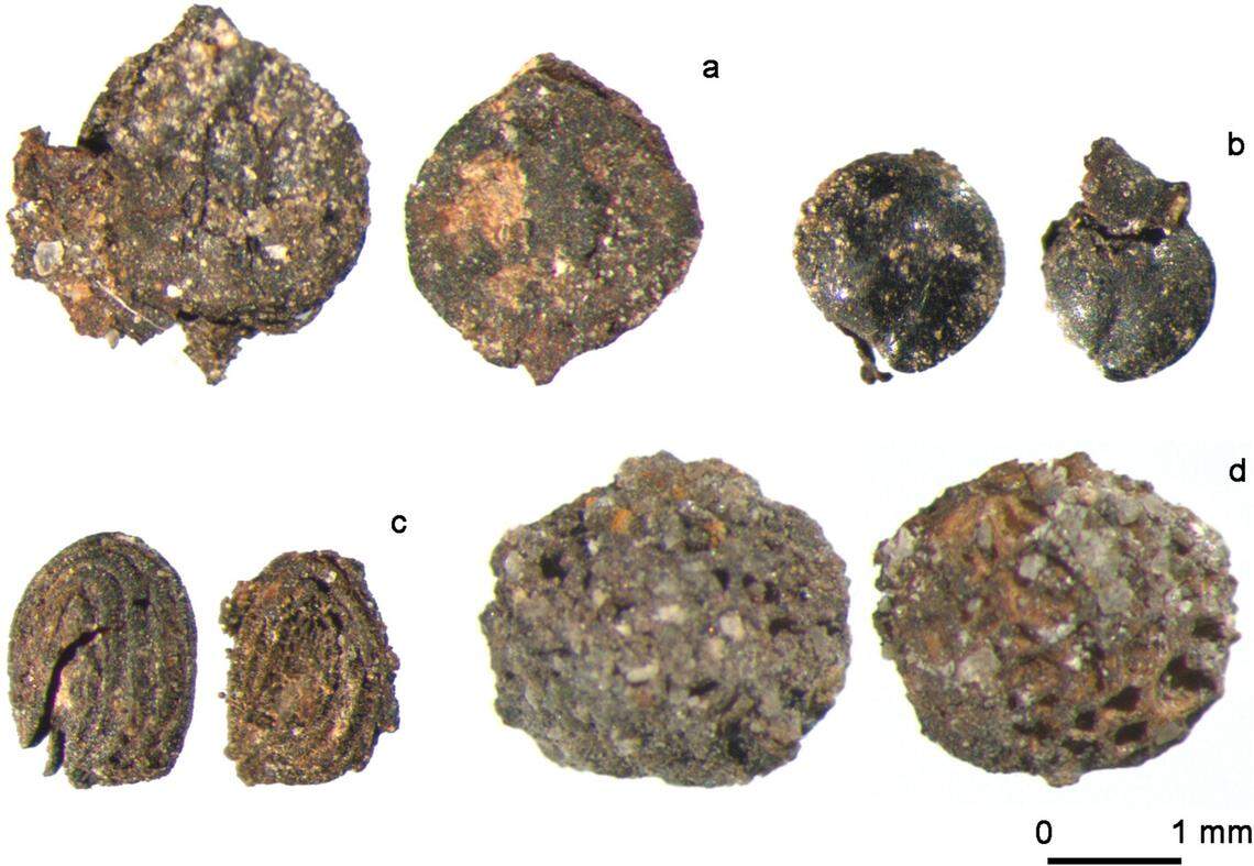 Some plant remains found on the Zaghemarz shipwreck.