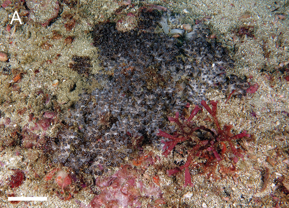 An Ofwegenum coronalucis, or Ofwegen’s crown of light soft coral, as seen from farther away.