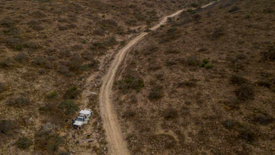 Scientists found a “large” camouflaged creature on rocks in Angola and discovered a “cryptic” new species, a study said.