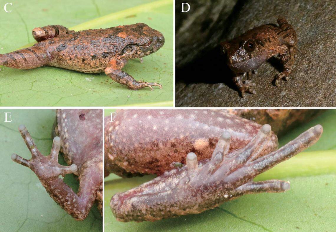 Several view of Leptobrachella dayaoshanensis, or Dayaoshan leaf litter toad.