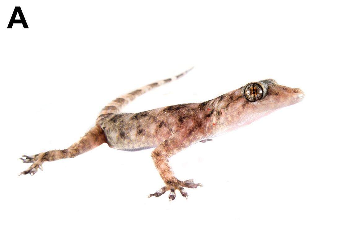 A Paragehyra tsaranoro, or Tsaranoro half-padded gecko.