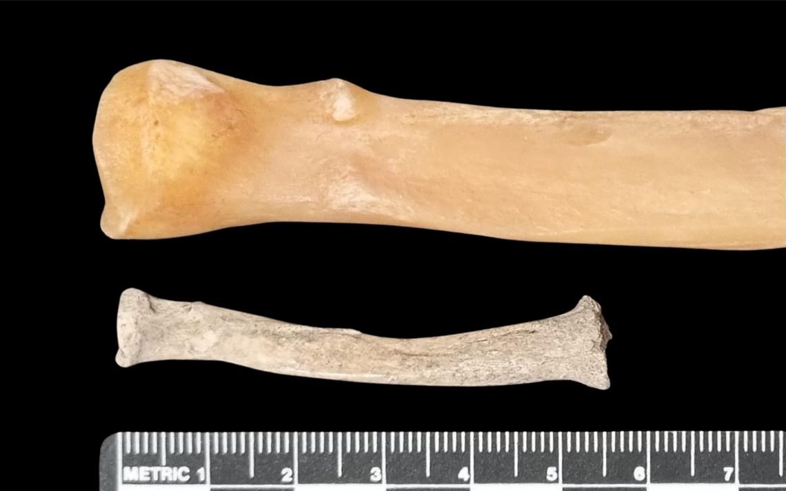 The 1,800-year-old “lap dog” remains below greyhound remains for size comparison.