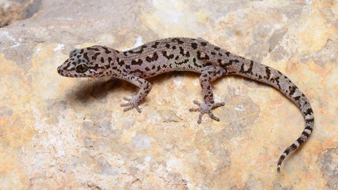 A Dixonius noctivagus, or Battambang leaf-toed gecko.