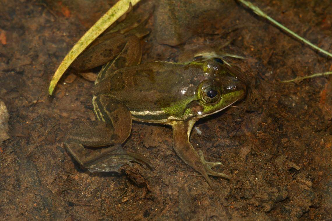 A Phrynoderma konkani, or Konkan pond frog.