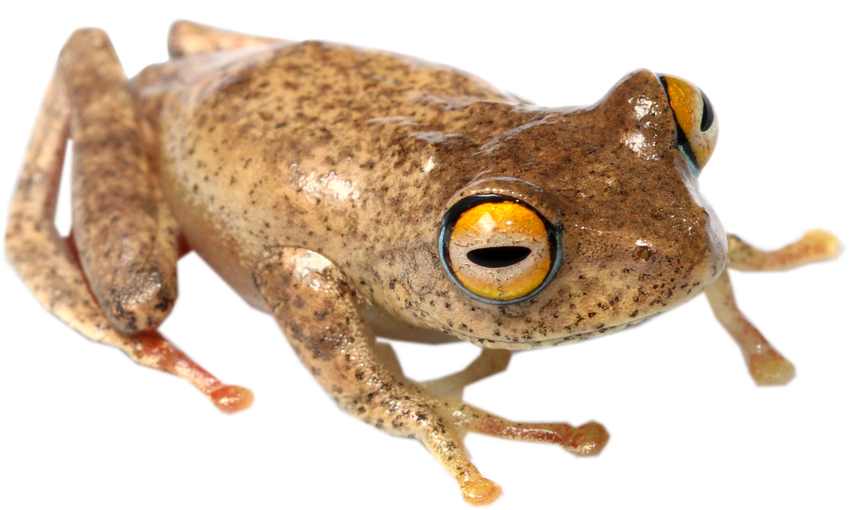 A Boophis kirki, or Kirk’s tree frog.