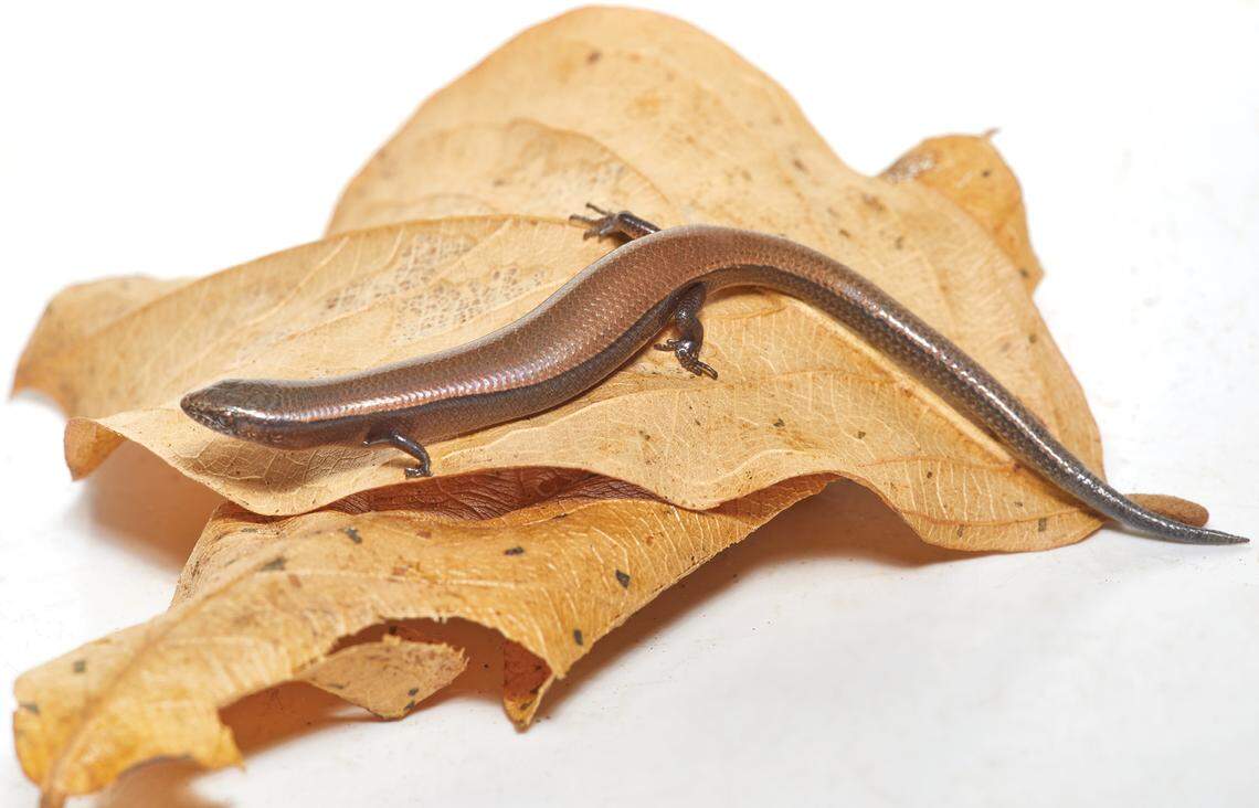 A Panaspis ericae, or Erica’s snake-eyed skink, with darker coloring.