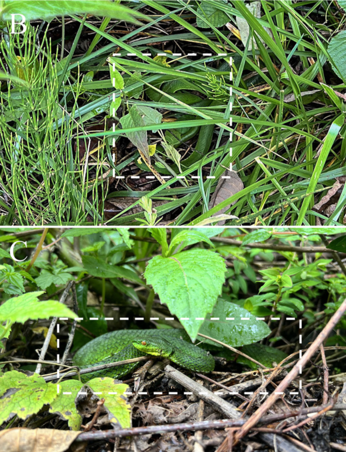 Two Trimeresurus pretiosus, or Yadong green pit viper, seen in the wild.