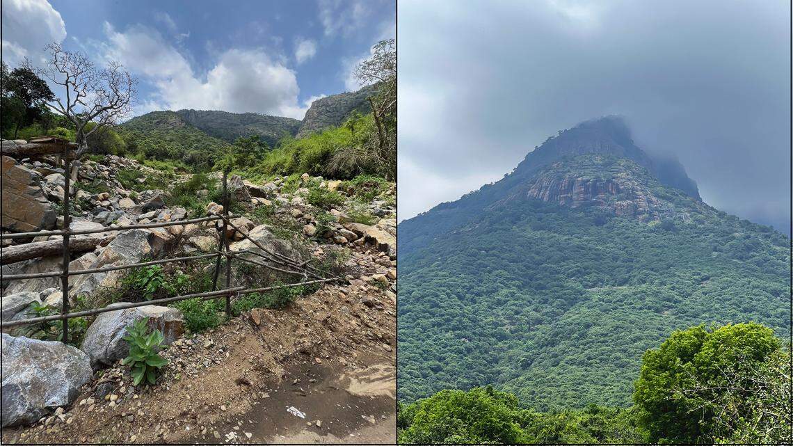 Scientists found a pregnant animal with a “glossy” belly in a forest of Tamil Nadu and discovered a new species, a study said.