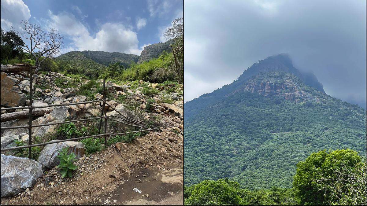 Scientists found a pregnant animal with a “glossy” belly in a forest of Tamil Nadu and discovered a new species, a study said.