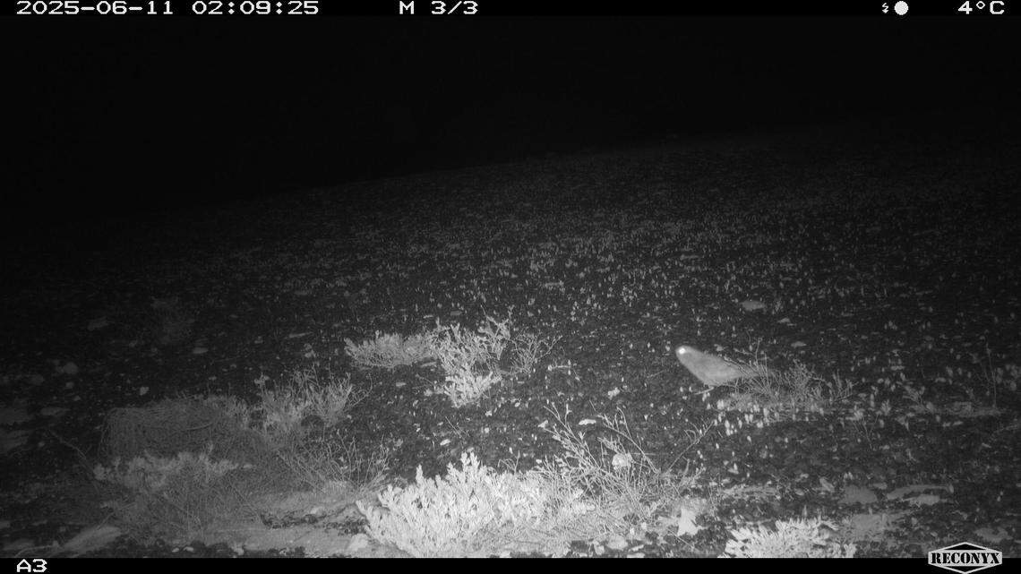 A night parrot (bottom right) as seen on a trail camera at Pullen Pullen Special Wildlife Reserve in June.
