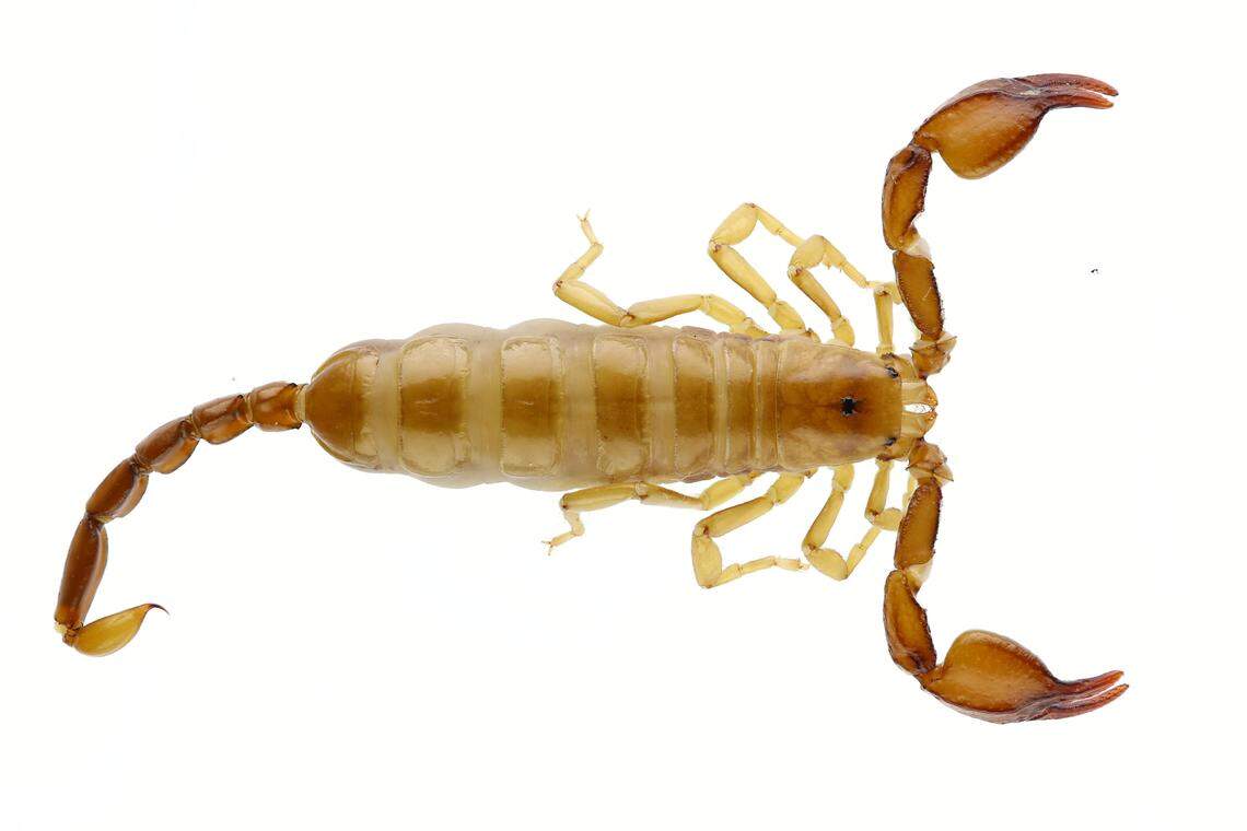 An Alpiscorpius huyukensis, or Hüyük scorpion.