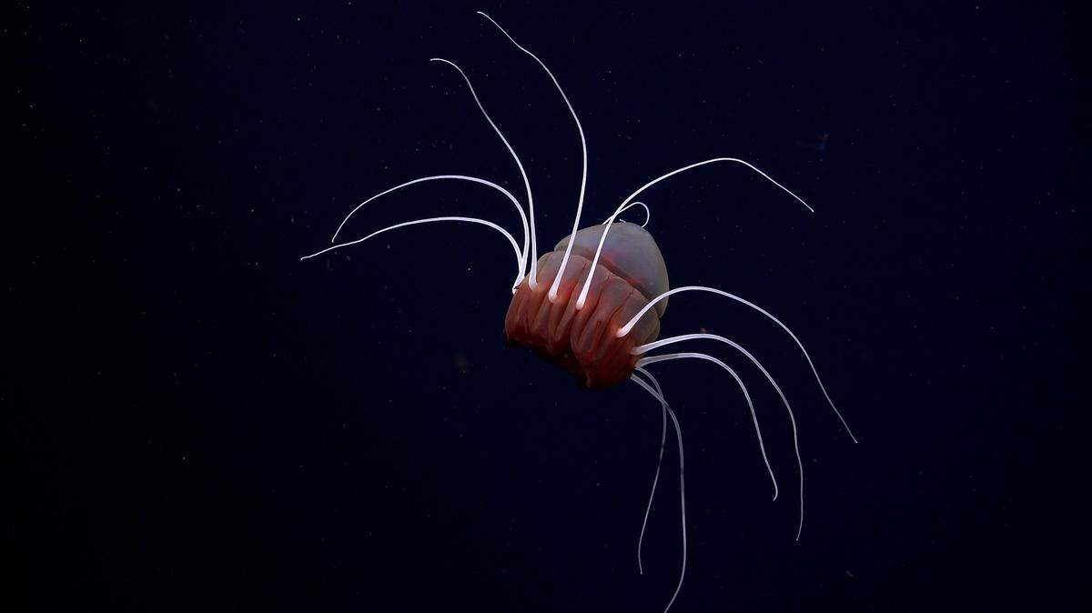 Some of the species recorded on the seafloor are believed to be hundreds of years old, researchers said.